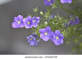 Image result for Nierembergia