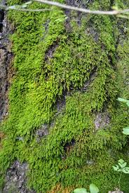 Attēlu rezultāti vaicājumam “Bryum”