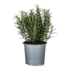 Image result for Rosmarin