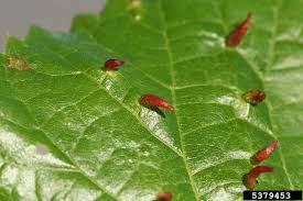 Attēlu rezultāti vaicājumam “Eriophyes tiliae”