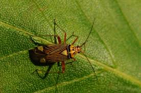 Attēlu rezultāti vaicājumam “Rhabdomiris striatellus”