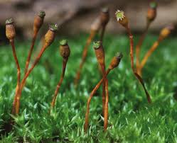 Attēlu rezultāti vaicājumam “Callicladium haldanianum sporophyte”