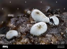 Attēlu rezultāti vaicājumam “Diderma effusum spores”