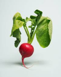 Image result for Radieschen