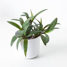 Attēlu rezultāti vaicājumam “Lycogala leopardinum sessile”