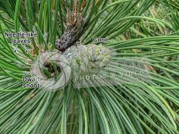 Attēlu rezultāti vaicājumam “Pinus sylvestris leaf”