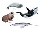 ANIMAL KINGDOM :: MARINE MAMMALS :: EXAMPLES OF MARINE MAMMALS [2 ...