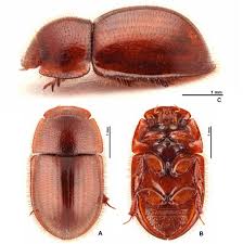 Attēlu rezultāti vaicājumam “Aphodius sp.”