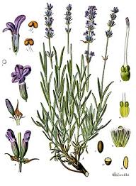 Image result for Lavendel