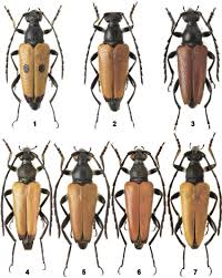 Attēlu rezultāti vaicājumam “Paracorymbia maculicornis imago”