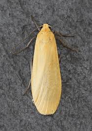 Attēlu rezultāti vaicājumam “Eilema sororcula”