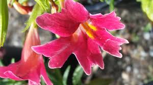 Image result for Mimulus x hybrida