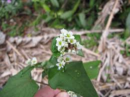Attēlu rezultāti vaicājumam “Fagopyrum esculentum leaf”