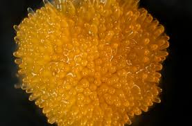 Attēlu rezultāti vaicājumam “Bactridium flavum”