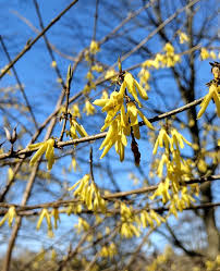 Attēlu rezultāti vaicājumam “Forsythia suspensa flower”