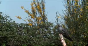 Attēlu rezultāti vaicājumam “Cuculus canorus adult”