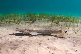 Image result for Platycephalus speculator