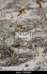 Attēlu rezultāti vaicājumam “Carex arenaria  flower”