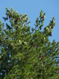 Attēlu rezultāti vaicājumam “Pinus peuce”