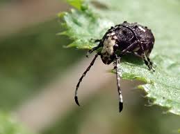 Attēlu rezultāti vaicājumam “Platystomos albinus”