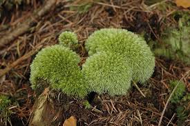 Attēlu rezultāti vaicājumam “Leucobryum glaucum”