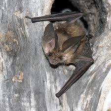 Attēlu rezultāti vaicājumam “Plecotus auritus”