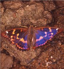 Attēlu rezultāti vaicājumam “Apatura ilia underside”