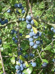 Attēlu rezultāti vaicājumam “Prunus spinosa”