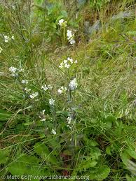 Attēlu rezultāti vaicājumam “Arabis hirsuta flower”