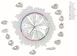 Image result for Eumegistus illustris