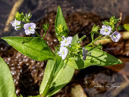 Attēlu rezultāti vaicājumam “Veronica anagallis-aquatica leaf”