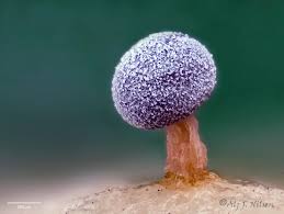 Attēlu rezultāti vaicājumam “Physarum compressum stalked”