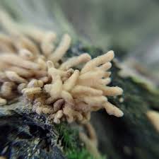 Attēlu rezultāti vaicājumam “Arcyria minuta stalked”