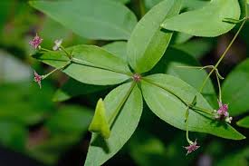 Attēlu rezultāti vaicājumam “Galium rivale leaf”