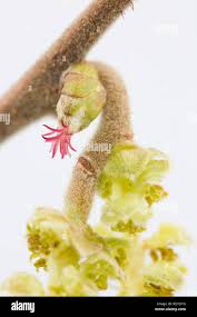 Attēlu rezultāti vaicājumam “Corylus avellana female flower”