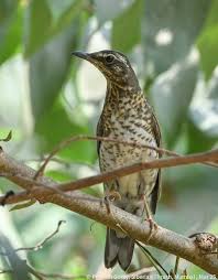 Image result for Zoothera sibirica