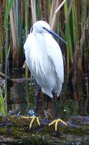 Image result for Egretta garzetta