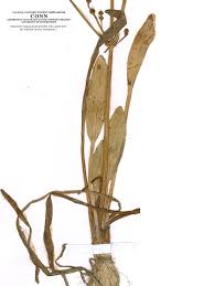 Attēlu rezultāti vaicājumam “Alisma gramineum flower”