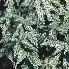 Attēlu rezultāti vaicājumam “Lamiastrum galeobdolon”