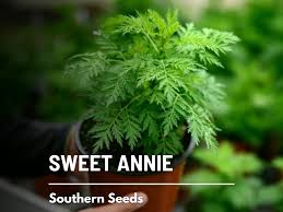 Image result for Artemisia annua