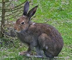 Attēlu rezultāti vaicājumam “Lepus timidus”