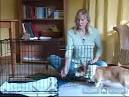 How to Crate Train a Puppy