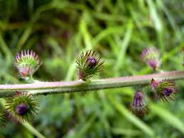 Attēlu rezultāti vaicājumam “Agrimonia eupatoria fruit”