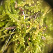 Attēlu rezultāti vaicājumam “Callicladium haldanianum sporophyte”