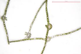 Attēlu rezultāti vaicājumam “Atrichum flavisetum sporophyte”