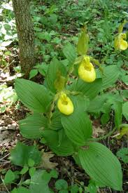 Attēlu rezultāti vaicājumam “Cypripedium calceolus”