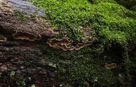 Attēlu rezultāti vaicājumam “Hymenochaete rubiginosa”