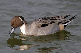 Image result for Anas acuta