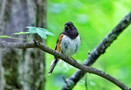 Image result for Pipilo erythrophthalmus