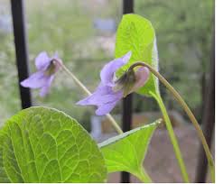 Attēlu rezultāti vaicājumam “Viola epipsila”